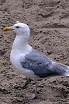 
Gre: 468 x 700, 128557 Byte
Urheber: active beach e.V. (Jini)